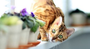 Quali sono i gatti più costosi del mondo?