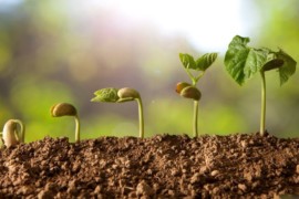 Orto bio: alcuni consigli per iniziare a coltivare un orto biologico