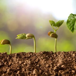 Orto bio: alcuni consigli per iniziare a coltivare un orto biologico