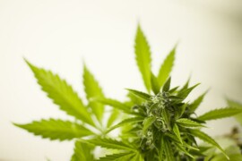 Talee Cannabis legale: cosa sono e come si ottengono