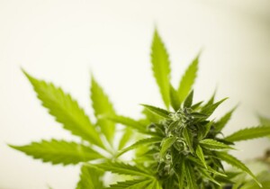 Talee Cannabis legale: cosa sono e come si ottengono