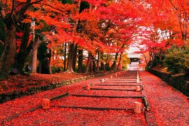 Viaggio in Giappone in autunno per ammirare il foliage