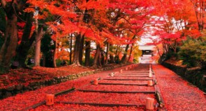 Viaggio in Giappone in autunno per ammirare il foliage