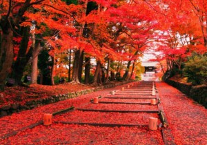 Viaggio in Giappone in autunno per ammirare il foliage