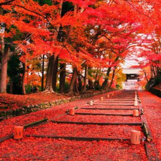 Viaggio in Giappone in autunno per ammirare il foliage