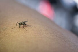 West Nile e diagnosi in autonomia: cosa devi sapere sul test a casa