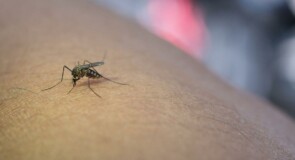 West Nile e diagnosi in autonomia: cosa devi sapere sul test a casa