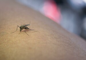 West Nile e diagnosi in autonomia: cosa devi sapere sul test a casa