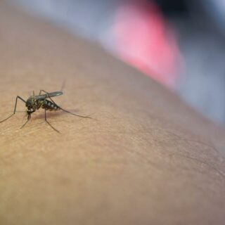 West Nile e diagnosi in autonomia: cosa devi sapere sul test a casa