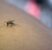 West Nile e diagnosi in autonomia: cosa devi sapere sul test a casa
