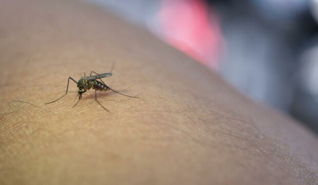 West Nile e diagnosi in autonomia: cosa devi sapere sul test a casa